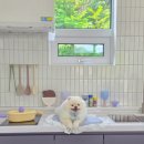 토닥민박 | [횡성 반려견 독채 숙소 추천] 수영장까지 있는 토닥민박 – 프라이빗 감성 숙소에서 반려견과 힐링했어요