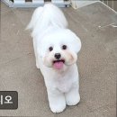 몽시오 이미지