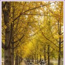 은행나무길 이미지