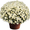 국화(가든멈)-첼시 화이트-chrysanthemum chelsy white 이미지