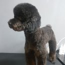 예뻐해줄개 이미지