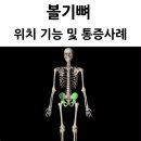 청솔(관) | 볼기뼈 관골 hip bone 위치 구조 기능 통증 사례