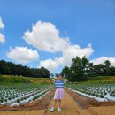 고창 1박 2일 여행 후기(2일차)｜동호국민여가캠핑장-글램핑