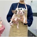 강아지분양 마이댕냥 일산점 이미지