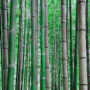 대숲여행 이미지