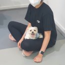 뛰뛰 강아지 놀이터 이미지