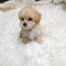 이소퍼피-별내점 이미지