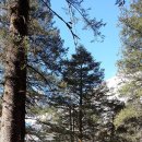 삼나무용단 이미지