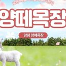 양평양떼목장 이미지