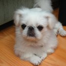 삼진동물병원 이미지