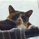 수노을동물병원 이미지