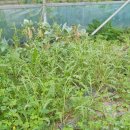 정가짬뽕 이미지