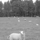 성경농장 이미지