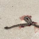 어제 그놈을 살려주었어야 하는데 마음이 아프다 =..= 이미지