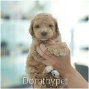 스탠푸켄넬 | 광촌동강아지분양 스탠푸 애기 같은 모습 그대로인 대형견