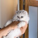 메디펫우리동물병원 이미지