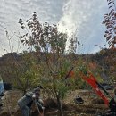 전이식농장 이미지