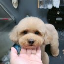 더 펫 애견샾 이미지