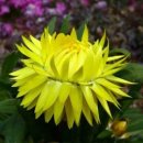 갑자약국 이미지