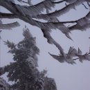 치악산 남대봉(1,181m) 상고대 찾아 오르다 ＜131205＞ 이미지