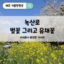 가시리 여의도점 | 제주 녹산로 벚꽃 2026 개화상황 실시간 l 드라이브 명소 유채꽃 벚꽃길 후기