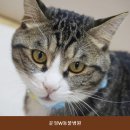 운정W동물병원 네이버블로그