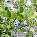 직산농장 | [천안직산] 아람베리농장 | 천안아산블루베리체험...체험장,청결한 블루베리 농장 체험 다녀온 후기