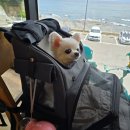 펫라떼 | 속초 애견동반 카페 보사노바 커피로스터스 펫룸 속초라떼 내돈내산 후기
