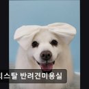 크리스탈 반려견미용실 이미지