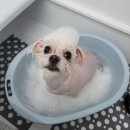 댕실 | 말티즈 애견미용 후기 청주 복대동 애견미용 댕실