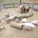 주주목장 이미지