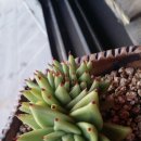 손토비