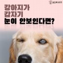 봉곡동물병원 이미지