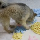 와다다펫푸드 이미지