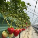 주성농장 | 논산 딸기축제 딸기 수확체험 농장 추천｜딸기가 좋아!