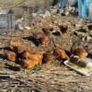 시골닭 농장 이미지