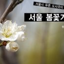 서울봄꽃거리 89선 --서울시 푸른도식국이 선정한 도심 봄꽃 명소 이미지