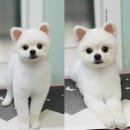 꽃개애견미용 이미지