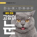 다솜고양이메디컬센터 이미지