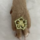 똑독독 | 강아지 오크라 먹어도 될까? [ 똑독독 동결건조 오크라칩 ] 후기 / 반려견 오크라 / 동결건조 오크라...