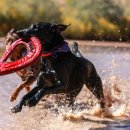 24시분당리더스동물의료원 이미지