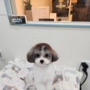 호야애견 네이버블로그