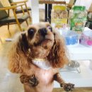 왈왈애견미용샵 이미지