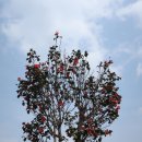 소라초등학교 이미지