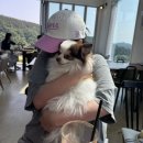 홍천강 뷰 감성카페 ☕ 마켓지디씨 : 애견동반 가능한 힐링카페