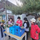 5월18일 성모의밤 행사에 컵초와 꽃 판매 이미지