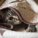 한마음동물의료원 이미지