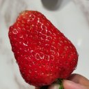 청과물직판장 | 디!어! 딸기값이 내려가고 있어요!-부산딸기싸게사파는곳/딸기맛집/엄궁 청과물직판장/ 큰딸기가 맛도 좋탸