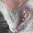 에피소드 동물병원 이미지