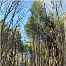 산그리메 이미지